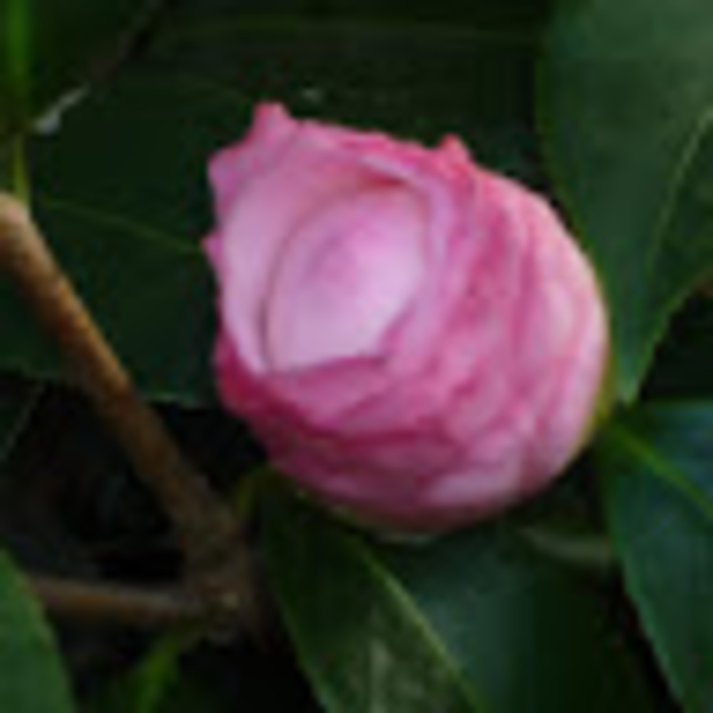 Meet your Posher, Patty